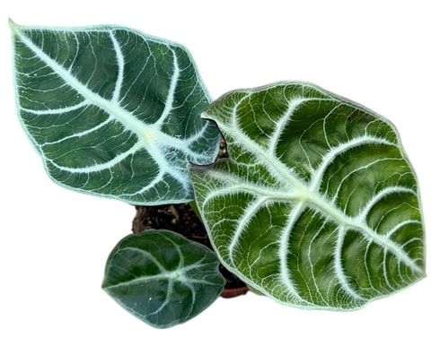 Alocasia 'Watsoniana Lightning'