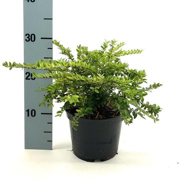 Lonicera nitida 'Maigrün'