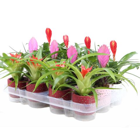 Bromelia MIX