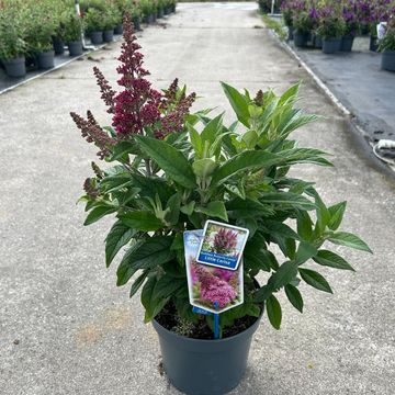 Buddleja davidii BUTTERFLY CANDY LITTLE CERISE