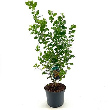 Azara serrata