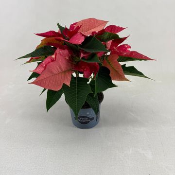 Euphorbia pulcherrima FANTASY STAR PINK