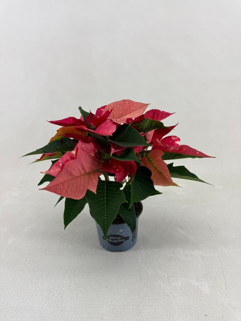 Euphorbia pulcherrima FANTASY STAR PINK