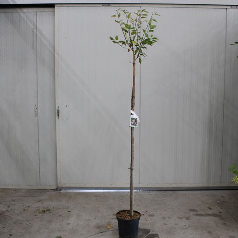 Amelanchier arborea 'Robin Hill'