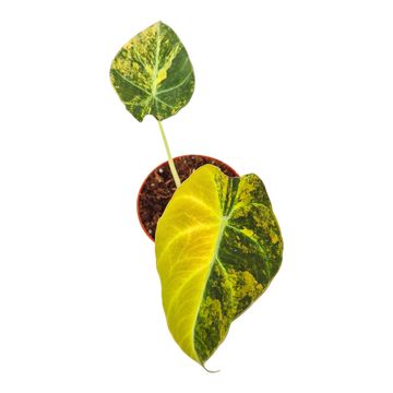 Alocasia 'Black Velvet Aurea'