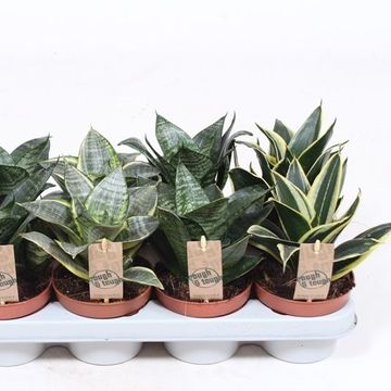 Sansevieria trifasciata HAHNII MIX