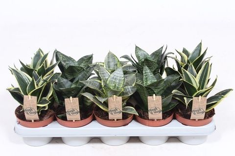 Sansevieria trifasciata HAHNII MIX