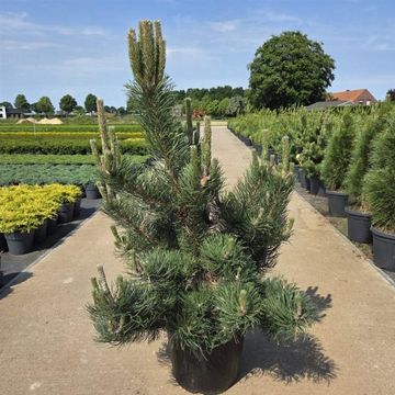 Pinus nigra 'Oregon Green'