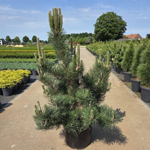 Pinus nigra 'Oregon Green'