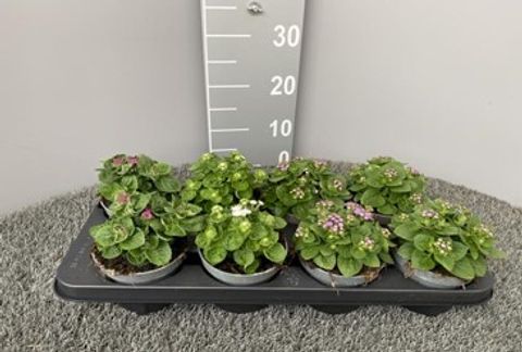 Ageratum houstonianum MIX