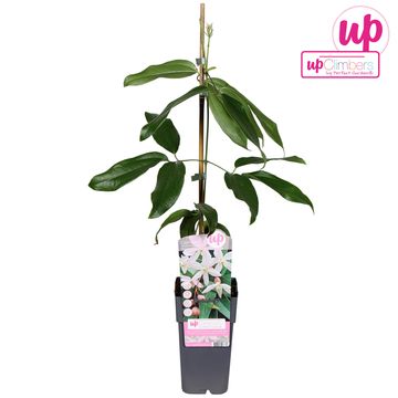 Clematis 'Apple Blossom' (Ar)