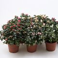 Rhododendron AZALEA MIX