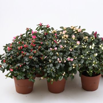 Rhododendron AZALEA MIX