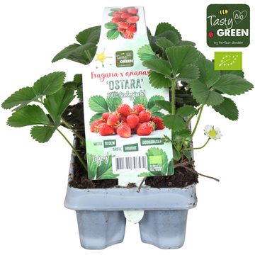 Fragaria x ananassa 'Ostara'