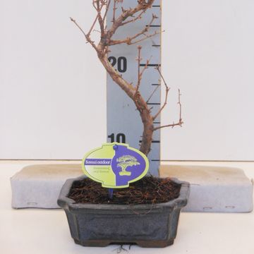 Metasequoia glyptostroboides