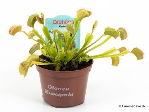 Dionaea muscipula