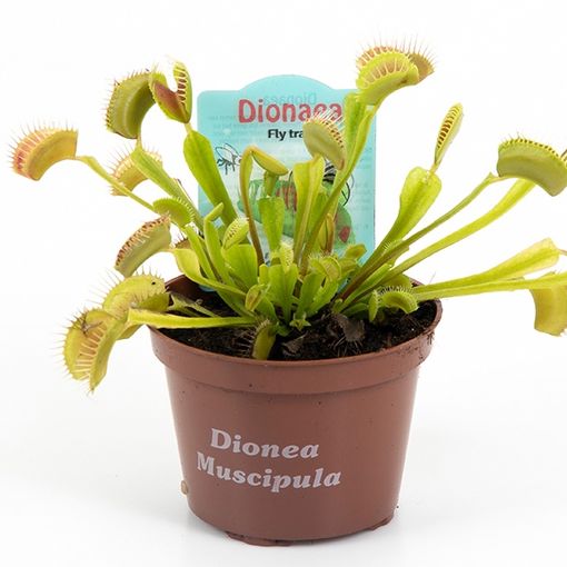 Dionaea muscipula