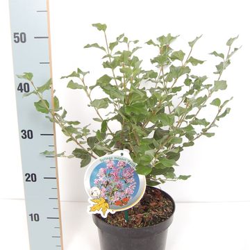 Syringa мейера 'Палибин'