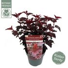 Physocarpus opulifolius 'Rubella'