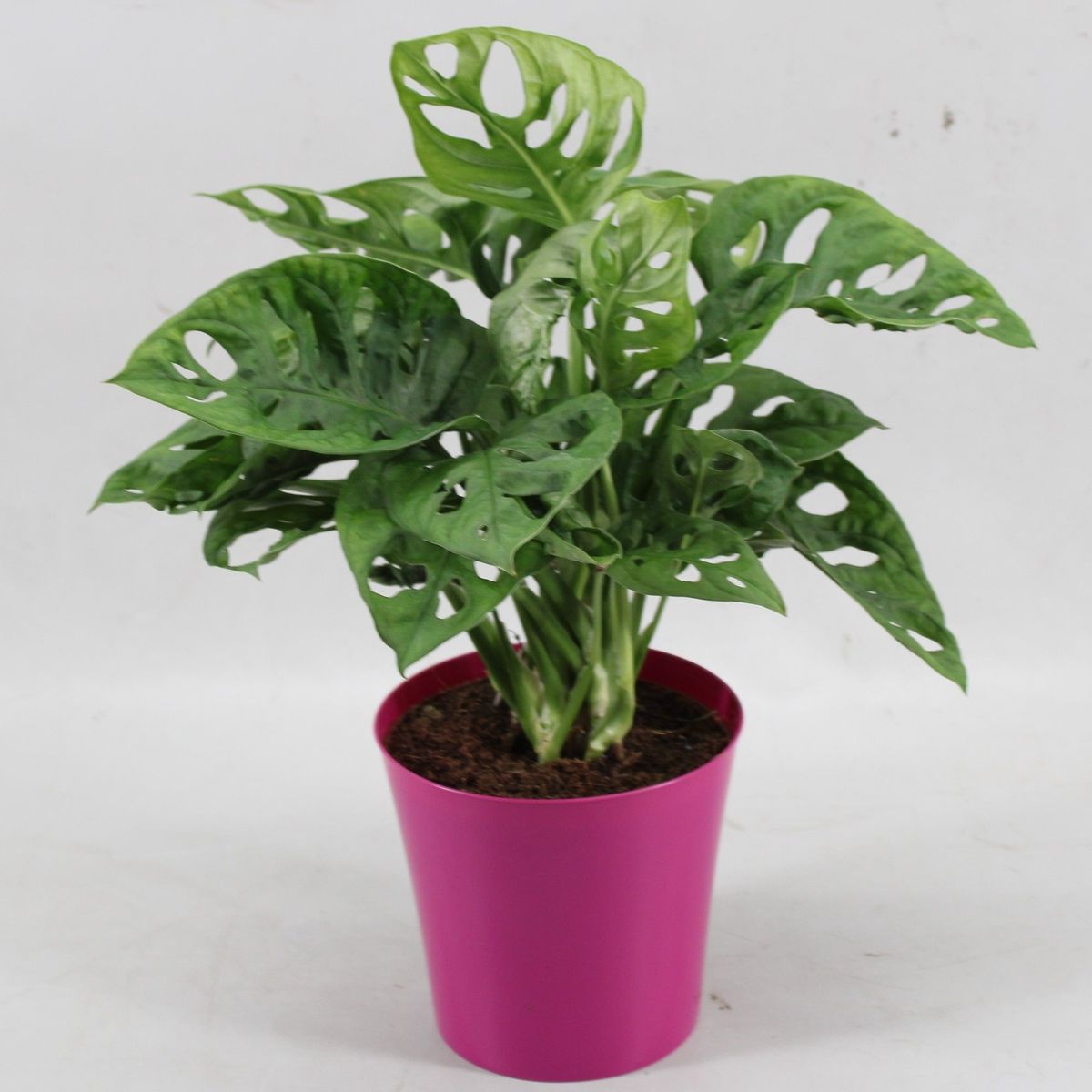 monstera-obliqua-monkey-leaf-plant-wholesale-floraccess