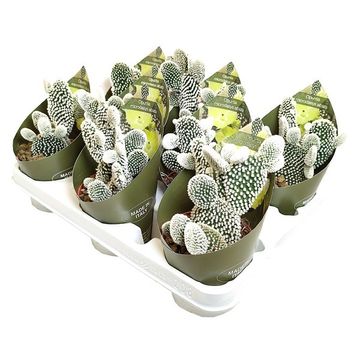 Opuntia microdasys 'Albispina'