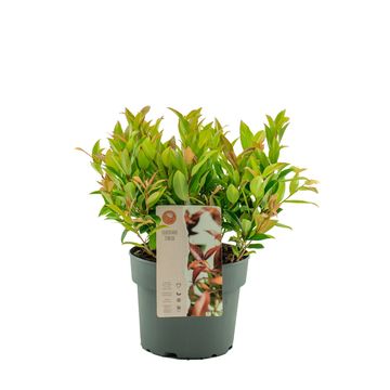 Leucothoe 'Zeblid'