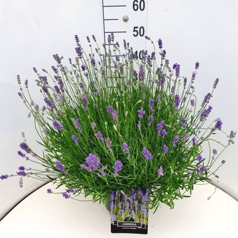 Lavandula angustifolia 'Munstead'