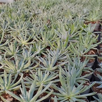Dudleya virens hassei