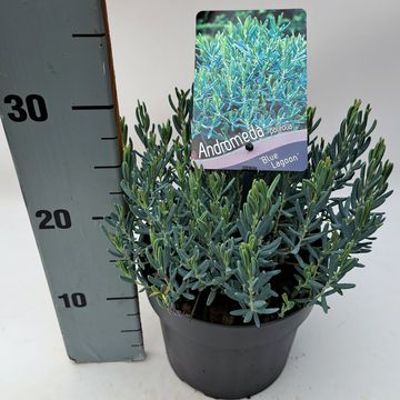 Andromeda polifolia 'Blue Lagoon'