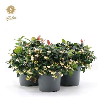Gaultheria procumbens CIAO BELLA WHITE