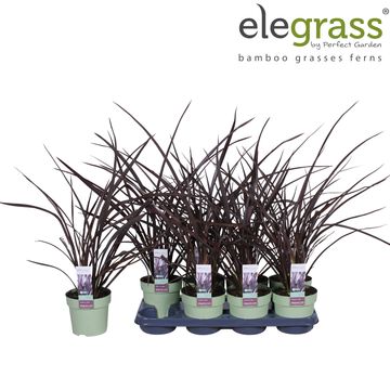 Phormium 'Amazing Red'