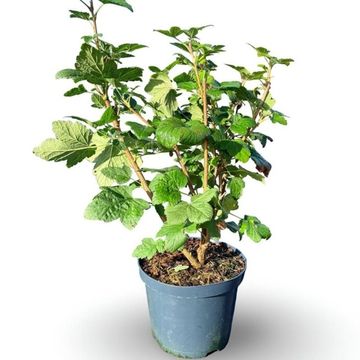 Ribes sanguineum 'Pulborough Scarlet'