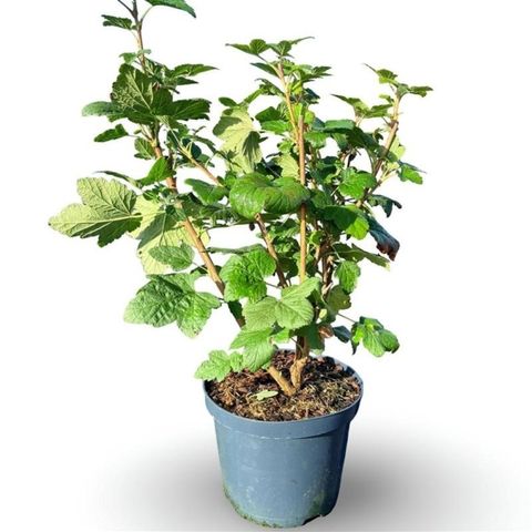 Ribes sanguineum 'Pulborough Scarlet'