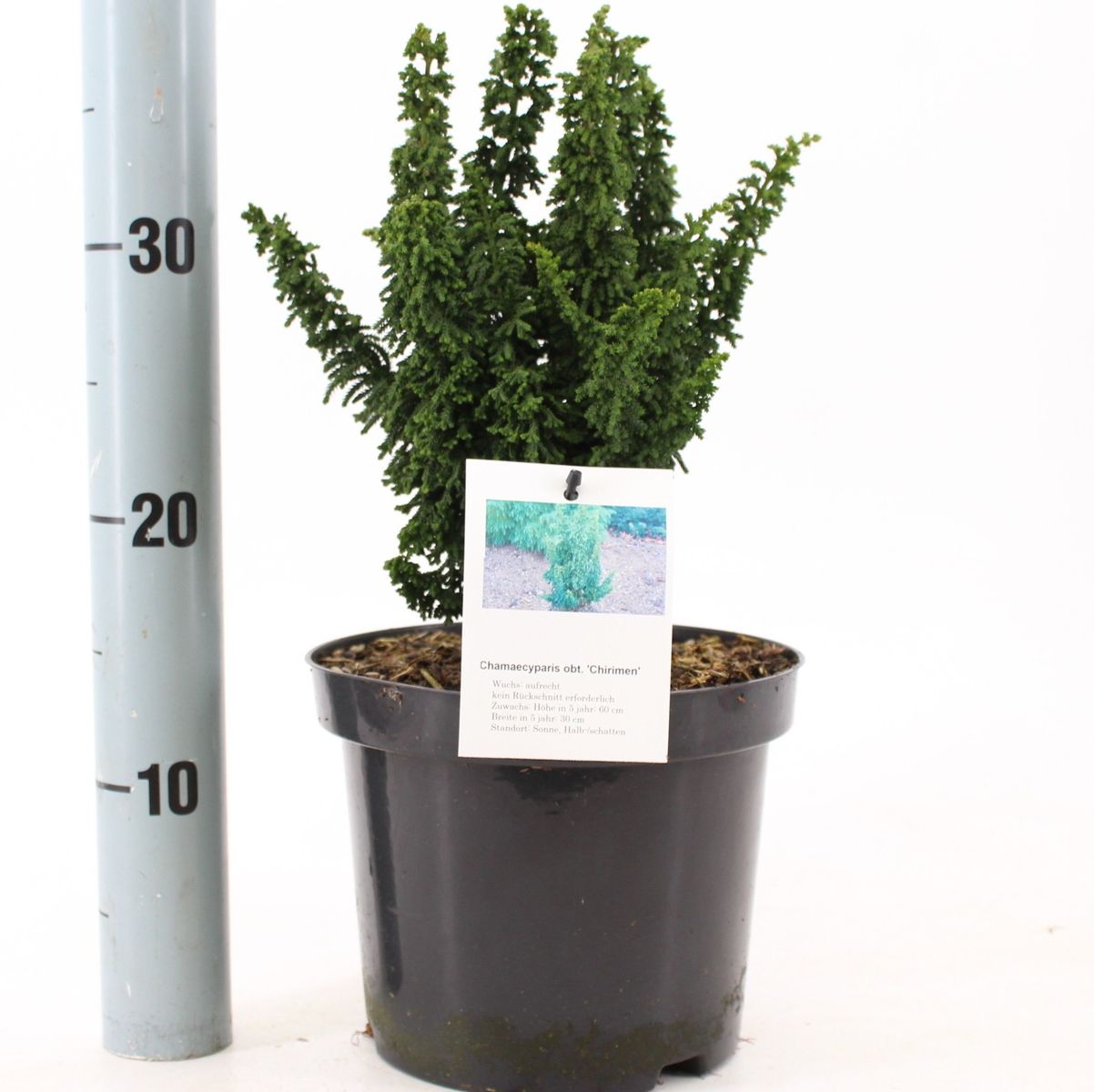 Chamaecyparis obtusa 'Chirimen' — Plant Wholesale FlorAccess