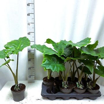 Alocasia 'Portodora'