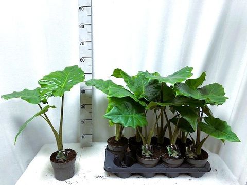 Alocasia 'Portodora'