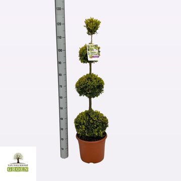 Buxus sempervirens