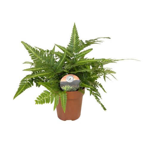 Arachniodes aristata 'Variegata'