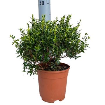 Myrtus communis