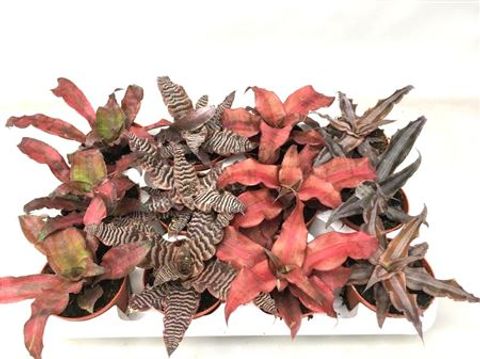 Cryptanthus MIX