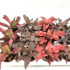 Cryptanthus MIX