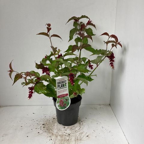 Leycesteria formosa