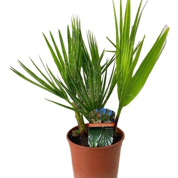 Washingtonia robusta