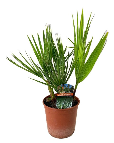 Washingtonia robusta
