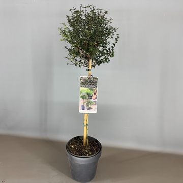 Lonicera nitida GARDEN CLOUDS PURPLE STORM