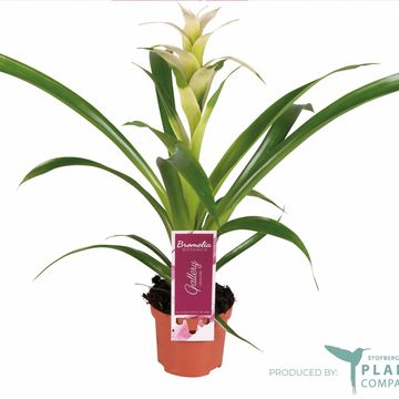 Guzmania 'Frozen'