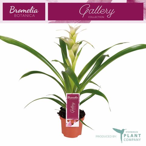Guzmania 'Frozen'