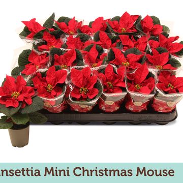 Euphorbia pulcherrima CHRISTMAS MOUSE