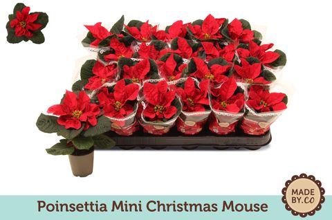 Euphorbia pulcherrima CHRISTMAS MOUSE