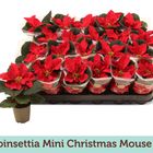 Euphorbia pulcherrima CHRISTMAS MOUSE